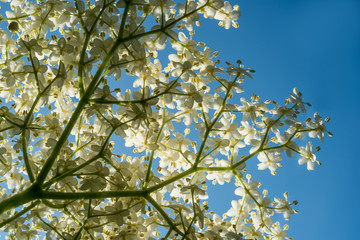 Teil einer Holunderblüte vor blauem Himmel