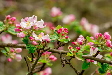 Blooming branch of pear