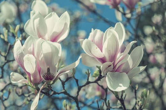 magnolia blossoms in spring, vintage version