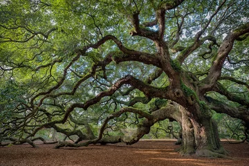 Gordijnen Large southern live oak (Quercus virginiana) near Charleston, South Carolina © gnagel