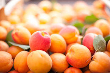 Heap of many red and orange ripe apricots