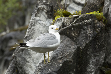 Seagull on the rock