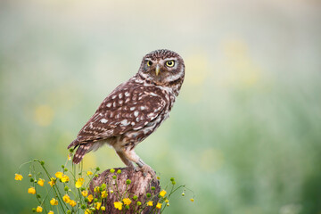 Little owl