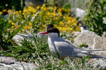 K&uuml;stenseeschwalbe