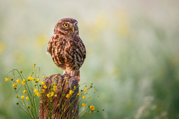 Little owl