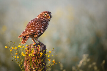 Little owl