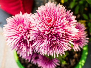 Obraz premium A thorny bush of pink flowers.