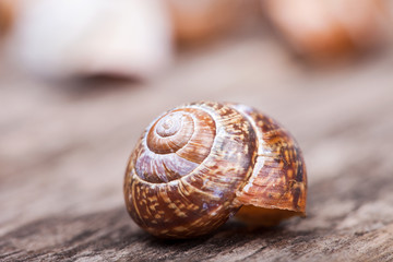 abstract macro detailed photo of spiral shell on wooden surface