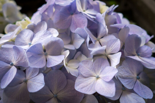Fiore di ortensia
