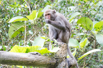 Formosan macaques eat peanut(taiwan monkey)