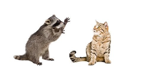 Funny raccoon and  cat Scottish Straight 