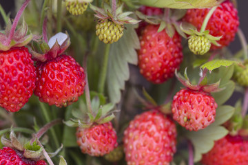 Forest berry - strawberries