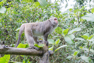 Formosan macaques Looks into the distance(taiwan monkey)