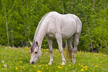 Obraz na płótnie Canvas Gray Horse grassing in spring meadow