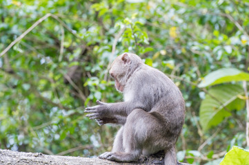 Naklejka na ściany i meble Formosan macaques Looks into the distance(taiwan monkey)