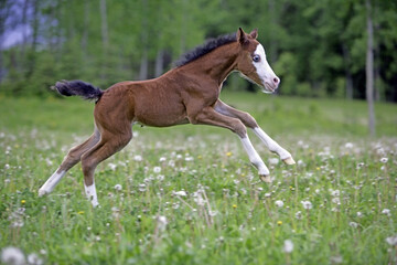 Obraz na płótnie Canvas Cute Welsh Pony playing, running in meadow
