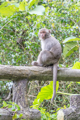 Formosan macaques Looks into the distance(taiwan monkey)