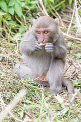 Naklejka na ściany i meble Formosan macaques eat peanut(taiwan monkey)