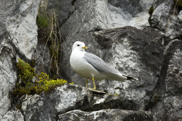 Seagull on the rock