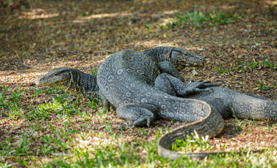 varanus salvator