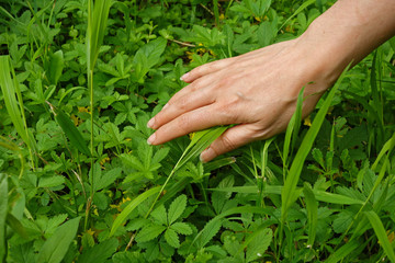 Woman's hand passes over the green plant