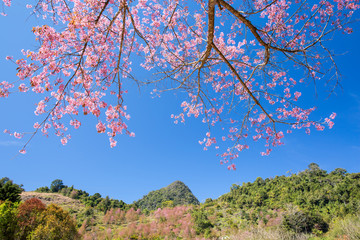 Sakura , cherry blossom, tree