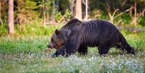 Fototapeta premium Brown bear in the finnish forest