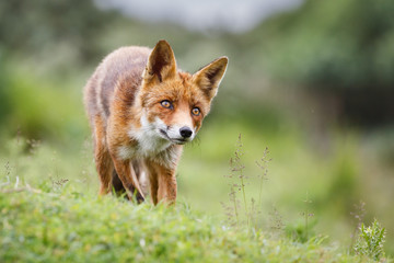 red fox