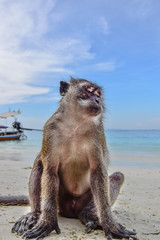 monkey on the beach