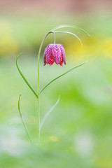 Fritillaria meleagris
