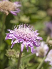 Pterocephalus dumetorum, Mountain scabious