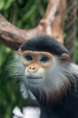 Close up Red-shanked douc is a Vietnamese word meaning 