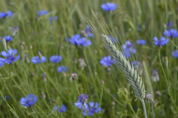 Single wheat ear on wild flowers background, wheat field, field with growing wheat, green wheat, wheat cultivation