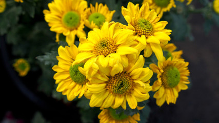 Yellow Flowers