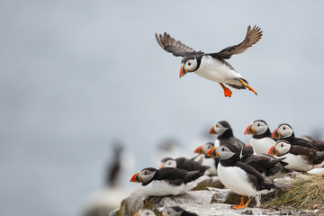 puffin