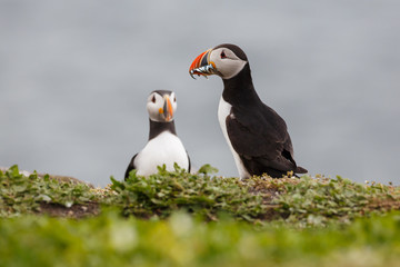 puffin