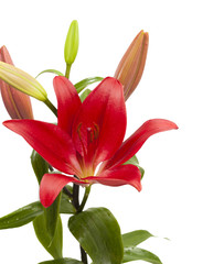 dark red lily flower isolated