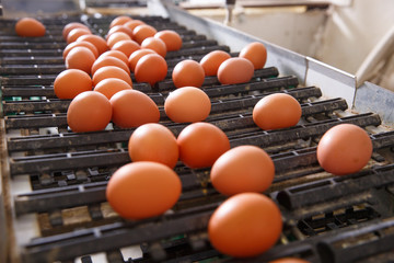 Fresh and raw chicken eggs on a conveyor belt