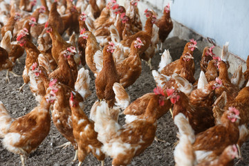 Free-range chicken freely grazing outside