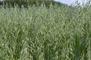 Grain, Oat, oats field, field with growing oats, green oats, oats cultivation