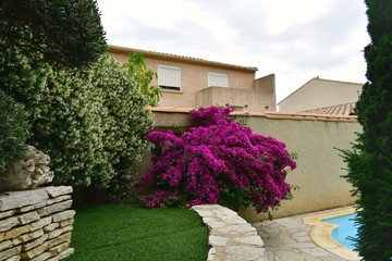 Garden and swimming pool with bougainvillea 4