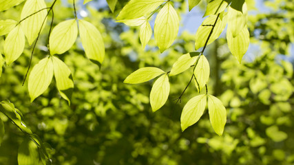 Fototapeta na wymiar bright dogwood leaves backlit against the sky Fresh spring background