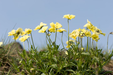 Bloeiende zinkviooltje op zinkhoudende bodem in Plombiere in Belgie