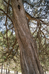 Twisted tree trunk.