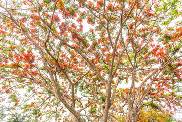 Selective focus of Royal Poinciana tree (Peacock flower)