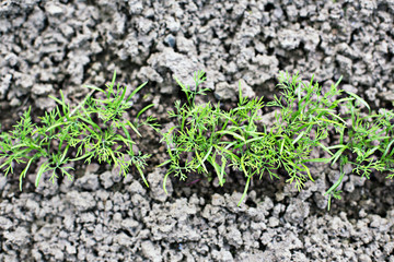 Young seedlings