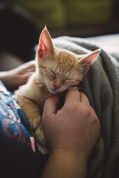 Woman's hand stroking tabby kitten