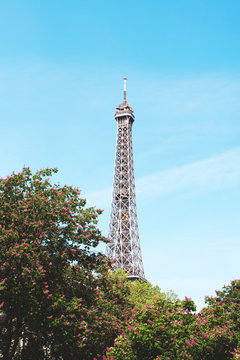 France, Paris, Eiffel Tower among the flowering trees in a sunny day with blue sky