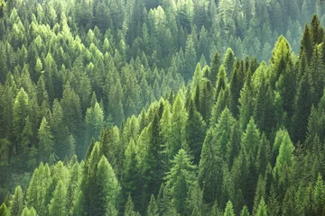 Foto op Plexiglas Gezonde groene bomen in een bos van oude sparren, sparren en dennen © zlikovec