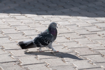 足に羽毛をまとった鳩